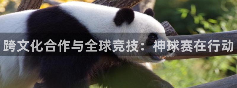 天空体育历史最佳球员：跨文化合作与全球竞技：神球赛在行动